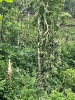 2021-06-24 Baum in Stromleitung_6