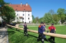 Maibaum 2012 