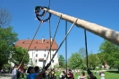 Maibaum 2012 