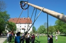 Maibaum 2012 