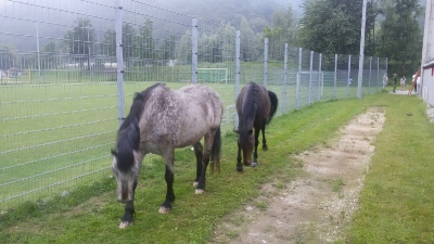 2016-06-20 Pferde am Sportplatz_3